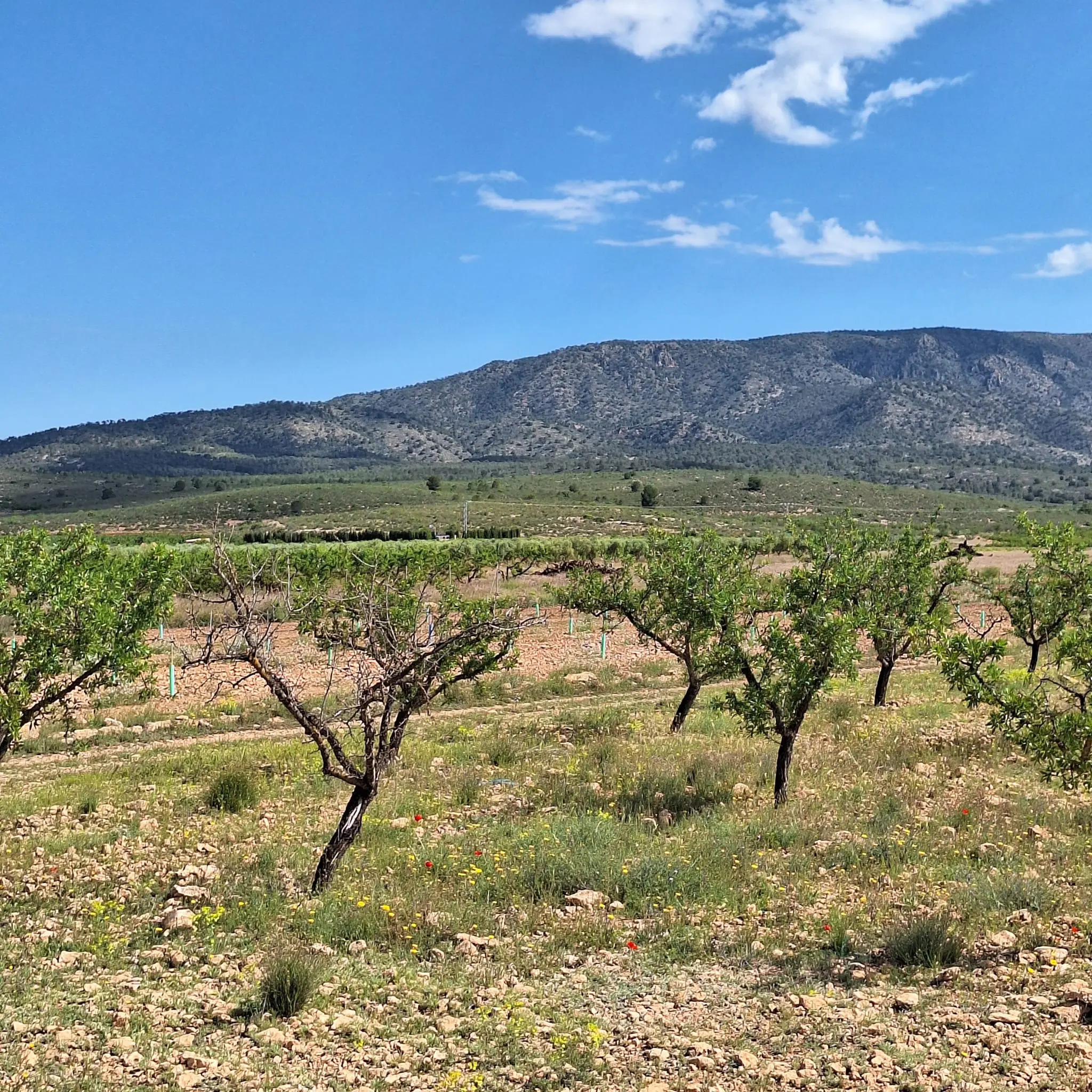 Land Of 0 M² In Pinoso, Spain