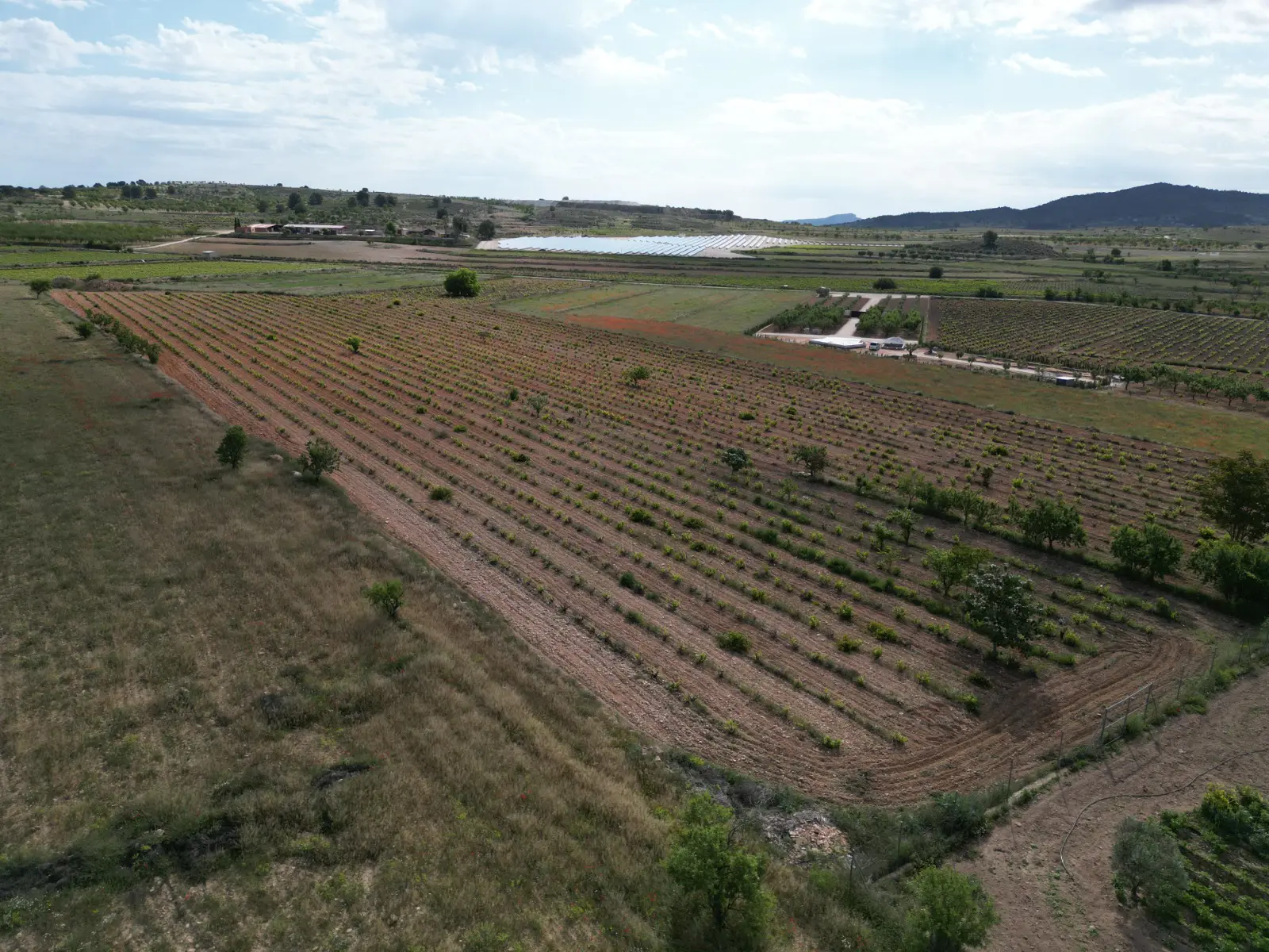 Land Of 94 M² In Pinoso, Spain