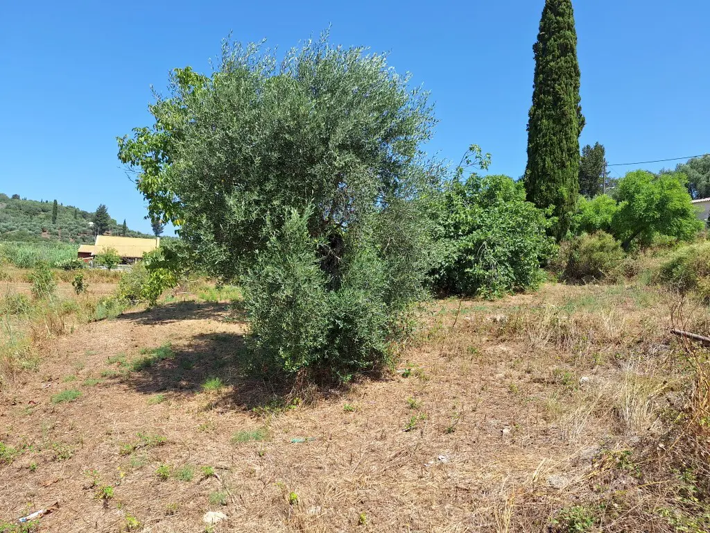 Land Of 2500 M² In Corfu