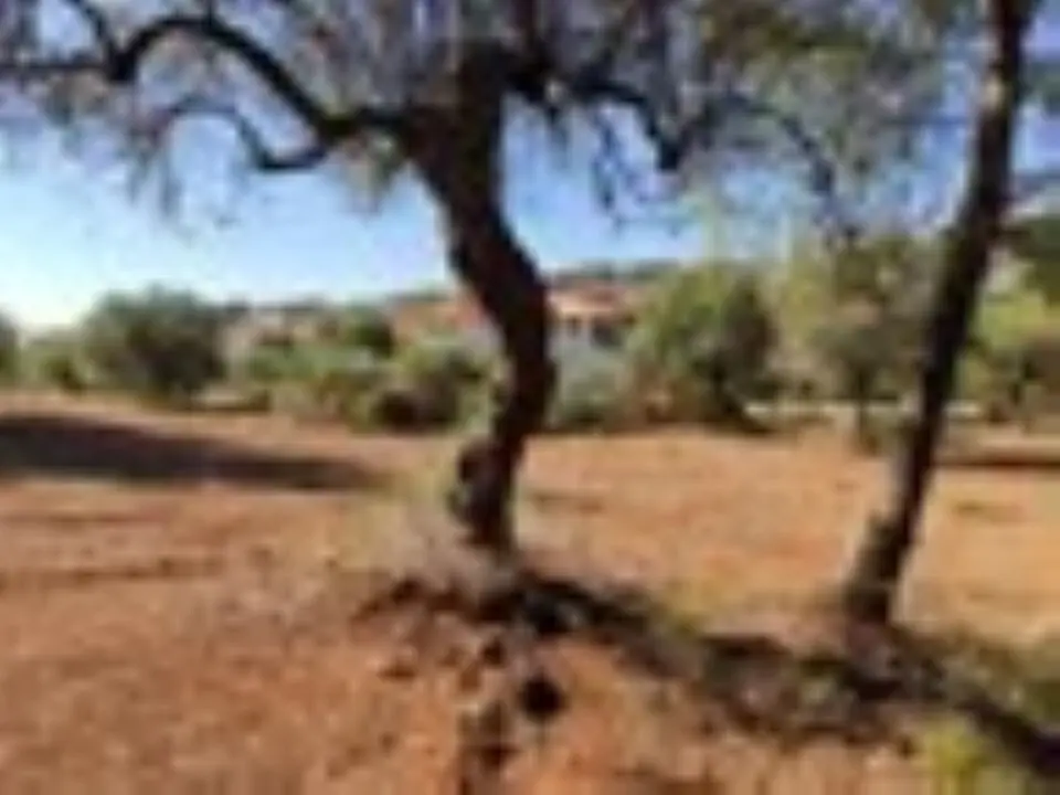 Land Of 3208 M² In Sithonia, Chalkidiki