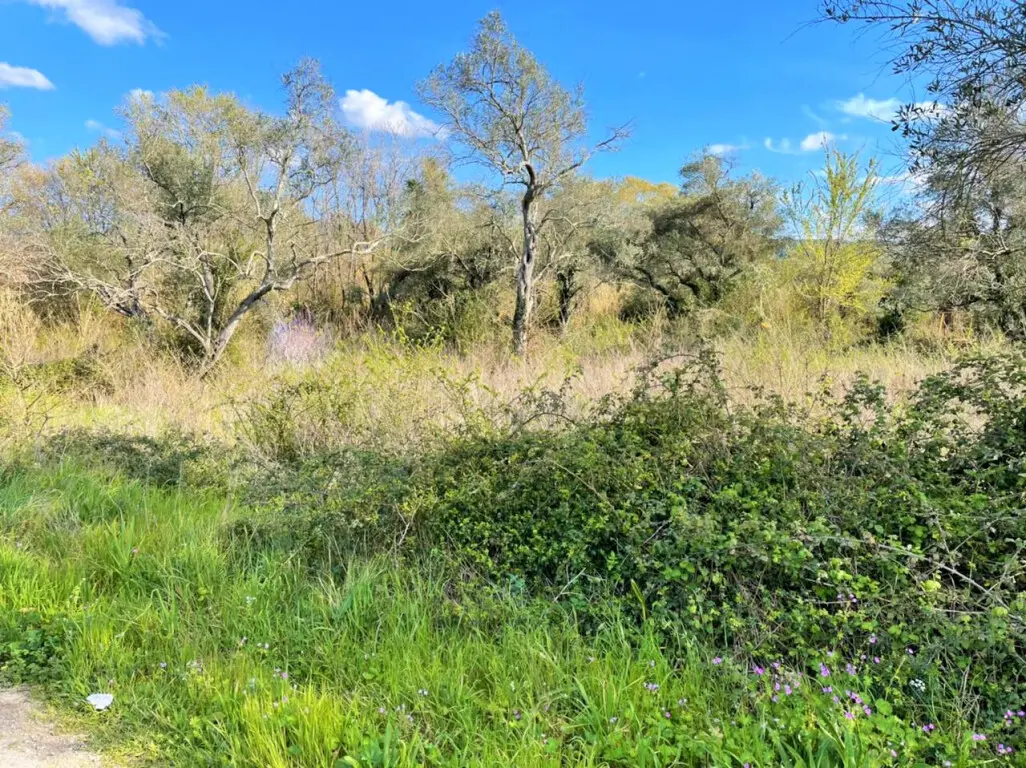 Land Of 4100 M² In Corfu