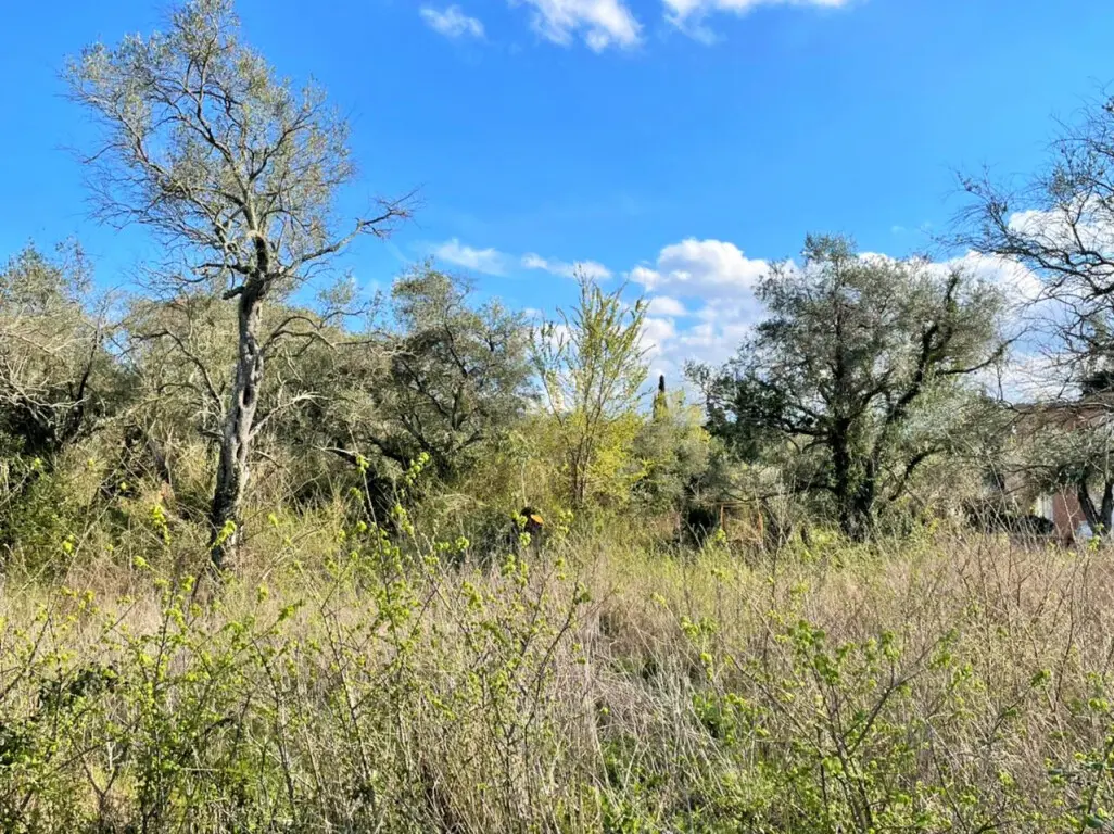 Land Of 4100 M² In Corfu