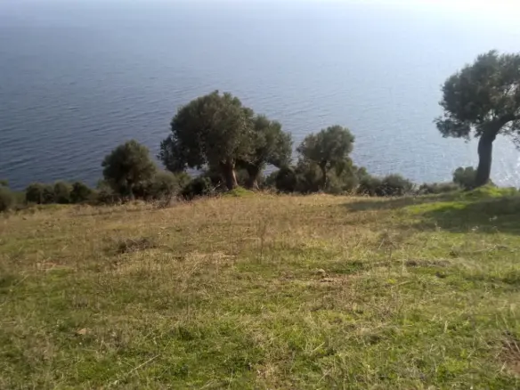 Land In Kassandra, Greece