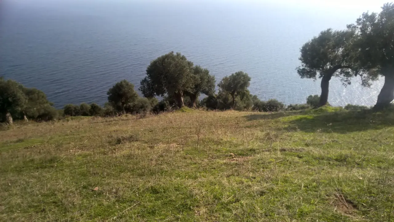 Land Of 6000 M² In Kassandra, Chalkidiki