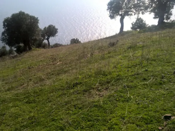 Land In Kassandra, Greece