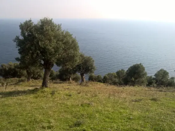 Land In Kassandra, Greece