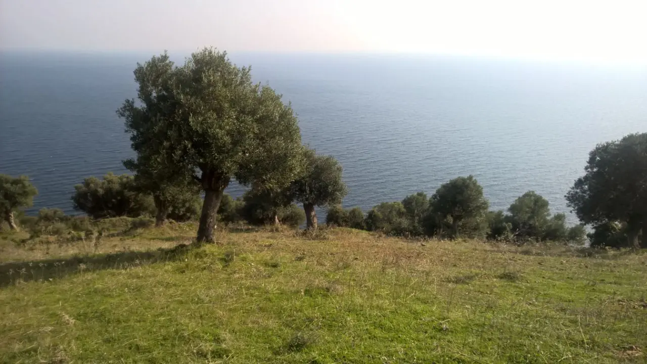 Land Of 6000 M² In Kassandra, Chalkidiki