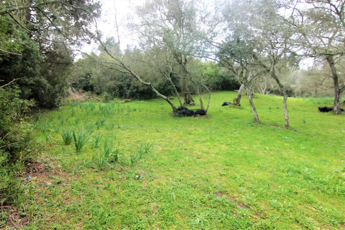 Land Of 4216 M² In Corfu