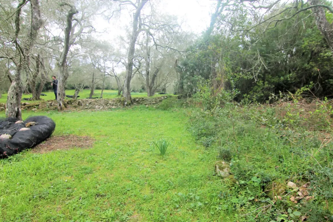 Land Of 4216 M² In Corfu