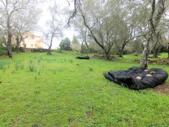 Land In Corfu, Greece