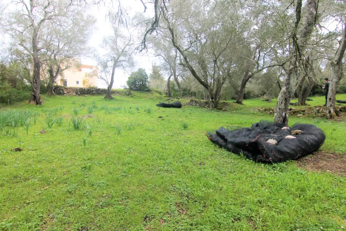 Land Of 4216 M² In Corfu