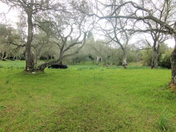 Land Of 4216 M² In Corfu