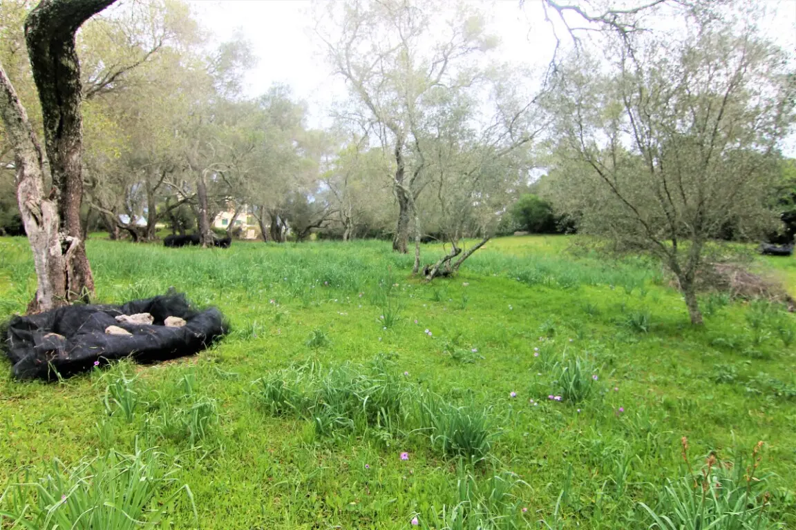 Land Of 4216 M² In Corfu
