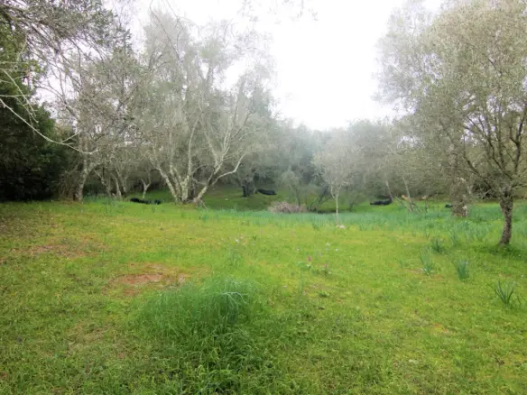 Land In Corfu, Greece