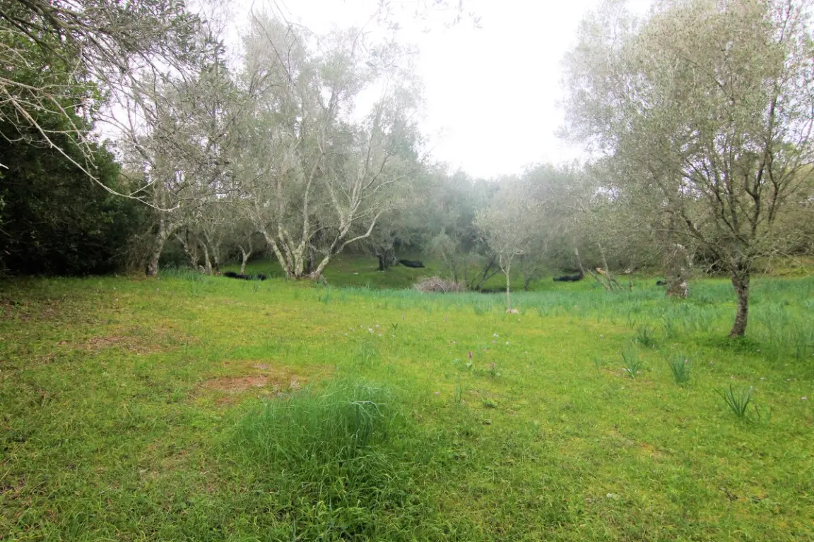 Land Of 4216 M² In Corfu