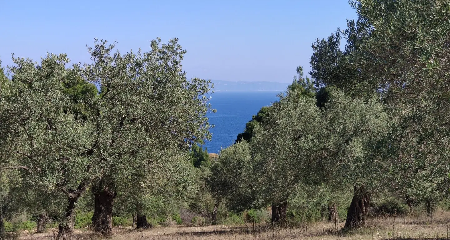 Land Of 9000 M² In Sithonia, Chalkidiki