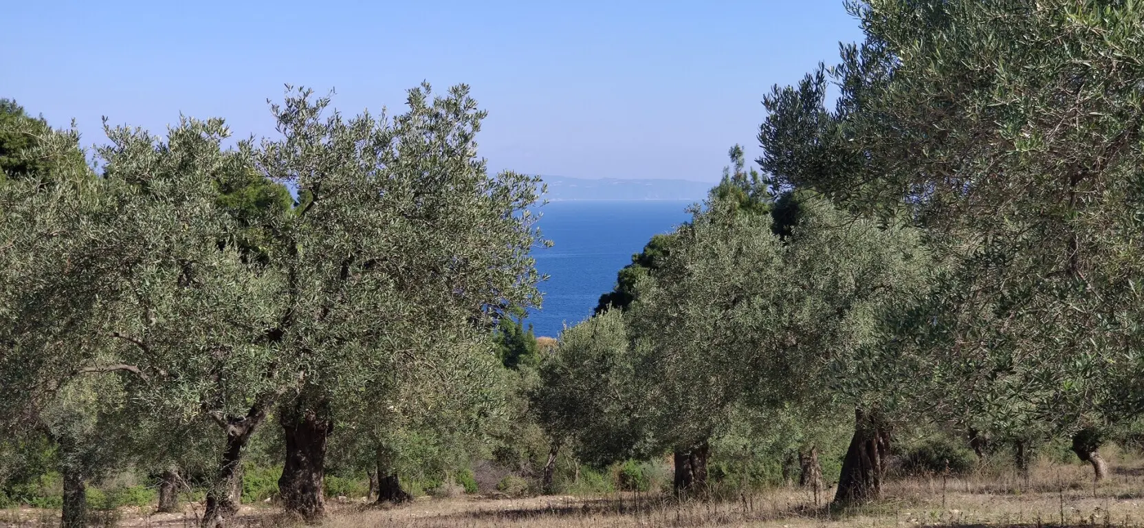 Land Of 9000 M² In Sithonia, Chalkidiki