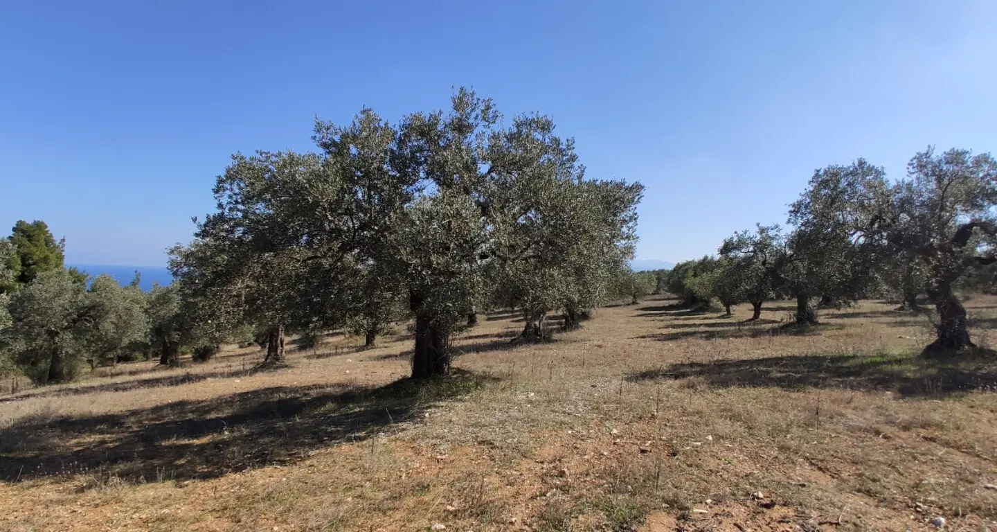 Land Of 9000 M² In Sithonia, Chalkidiki
