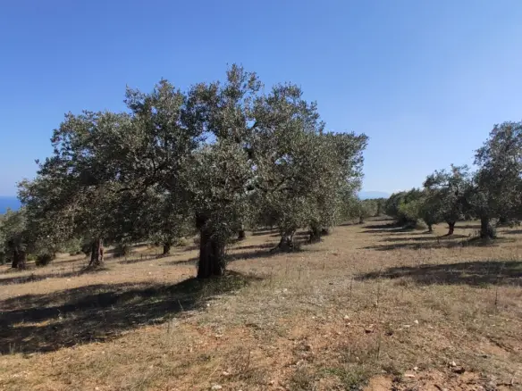 Land In Sithonia, Greece