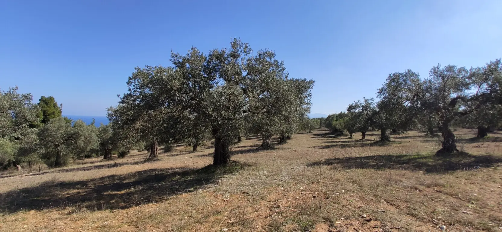 Land Of 9000 M² In Sithonia, Chalkidiki