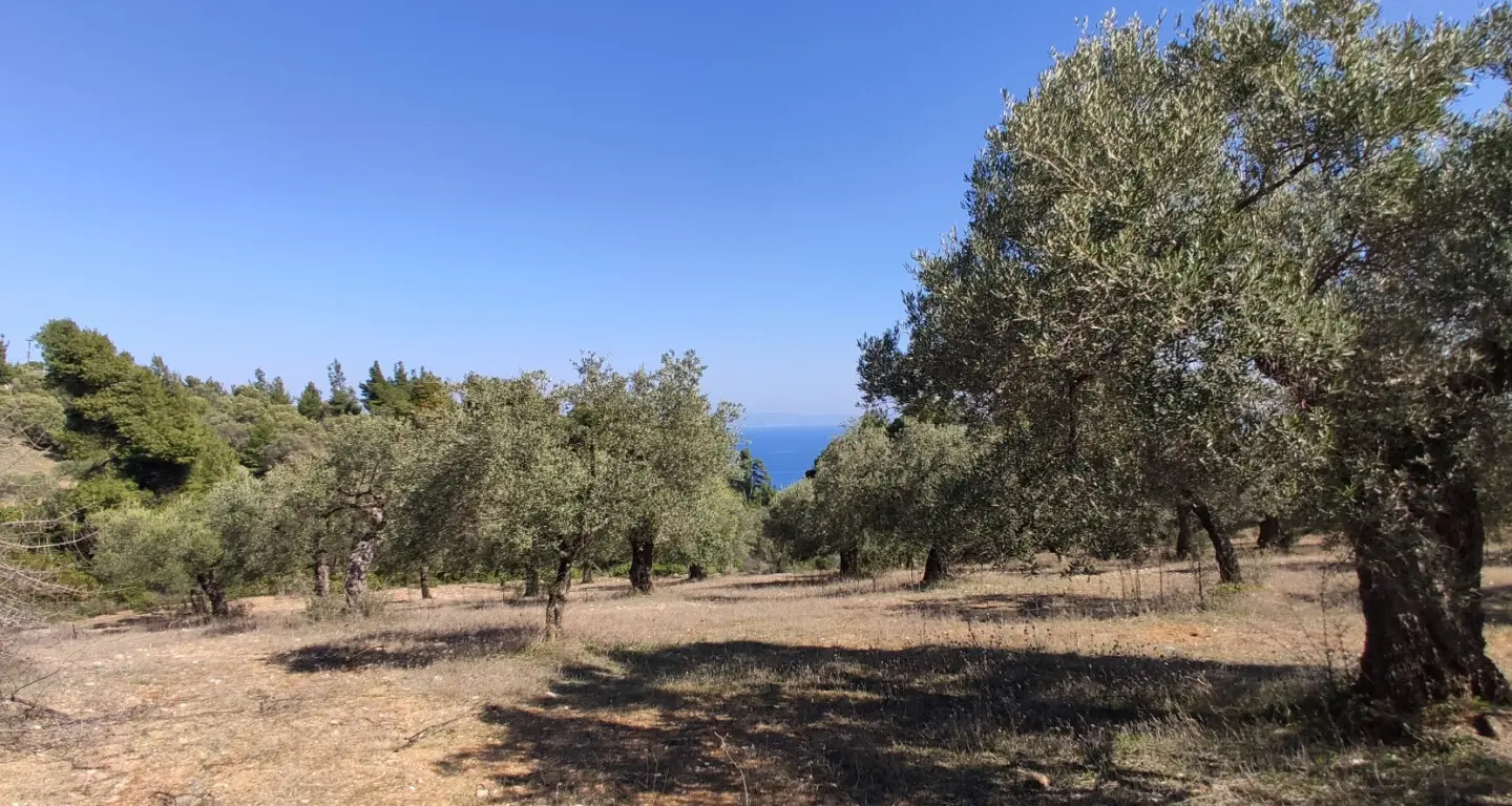 Land Of 9000 M² In Sithonia, Chalkidiki