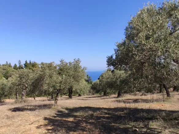 Land In Sithonia, Greece
