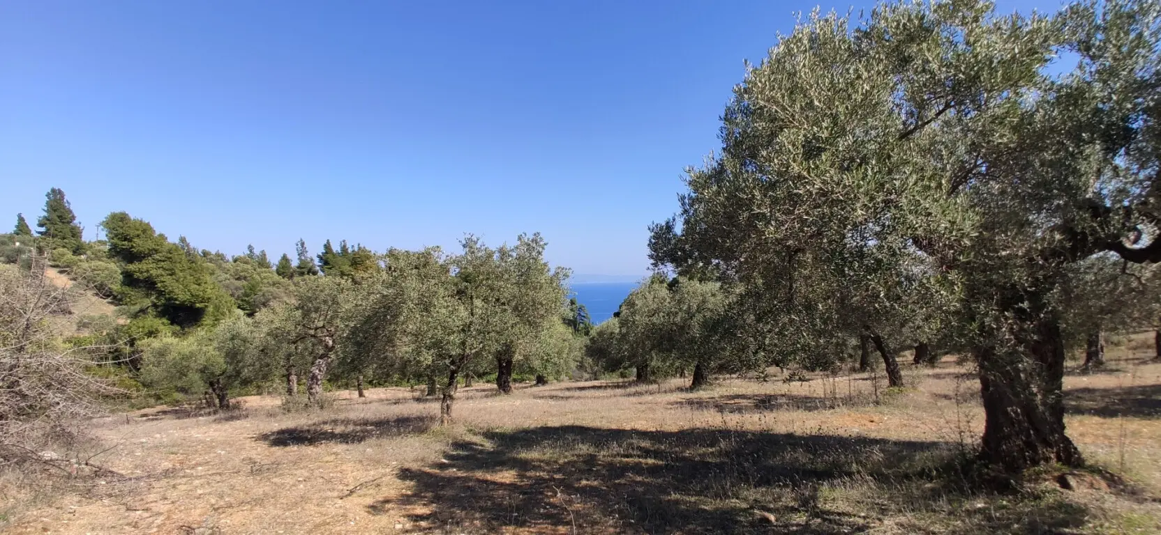 Land Of 9000 M² In Sithonia, Chalkidiki