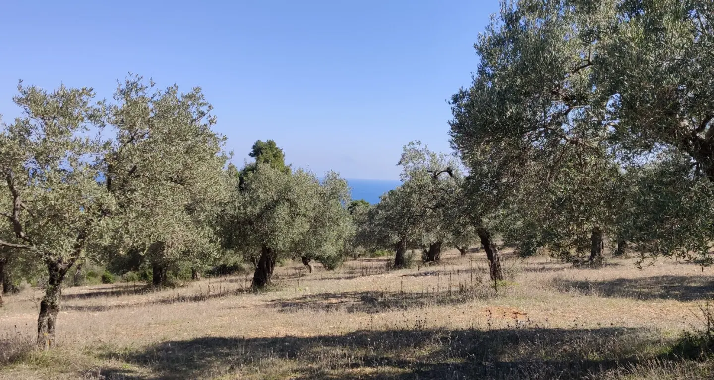 Land Of 9000 M² In Sithonia, Chalkidiki