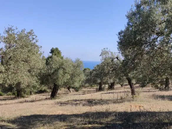 Land In Sithonia, Greece