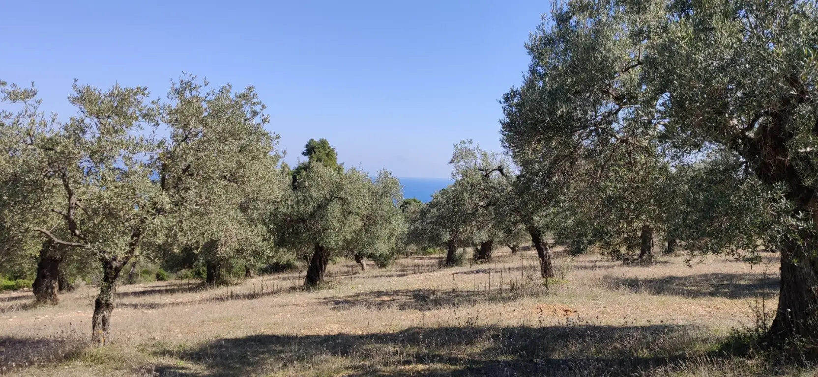 Land Of 9000 M² In Sithonia, Chalkidiki