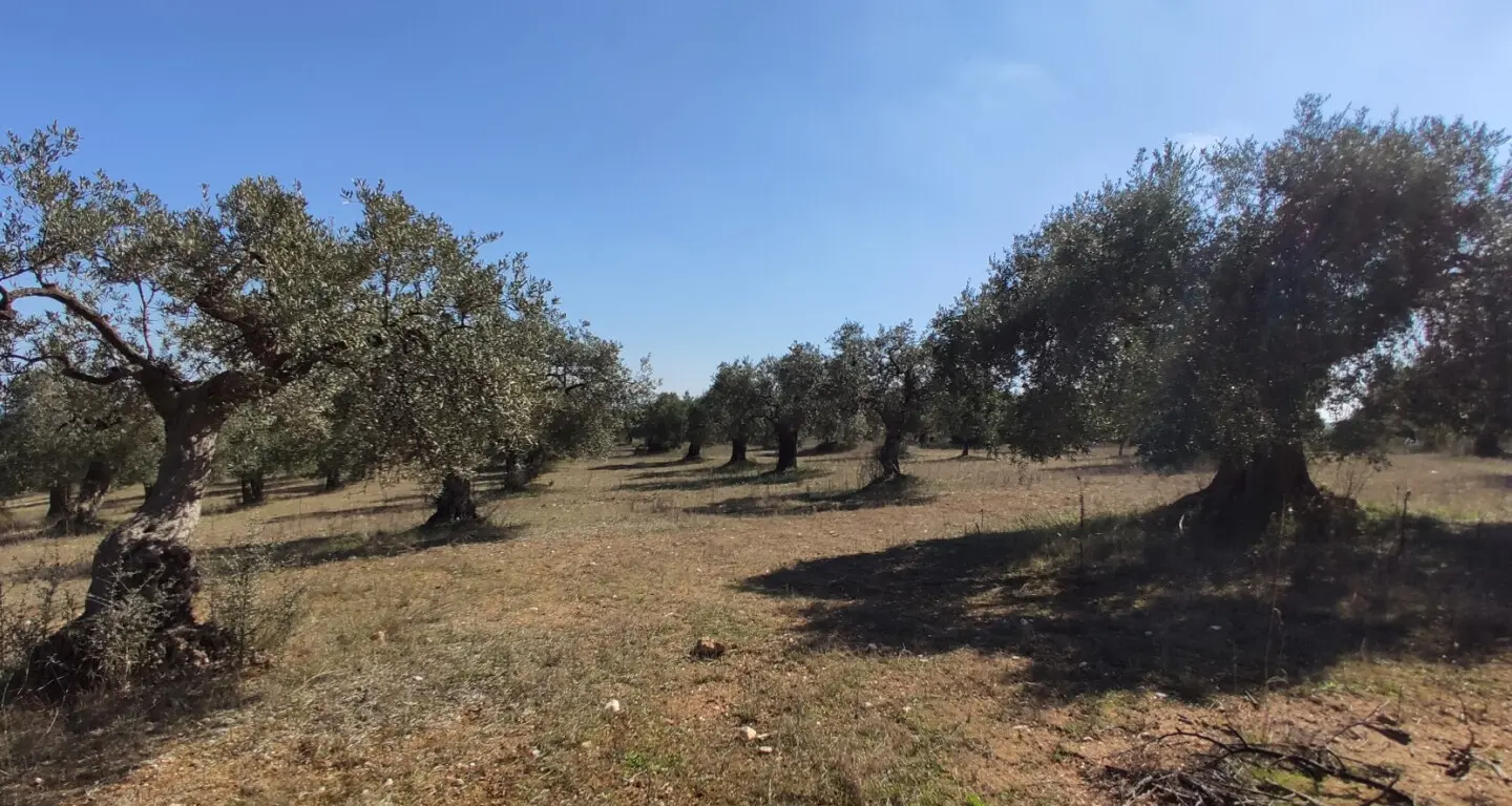 Land Of 9000 M² In Sithonia, Chalkidiki