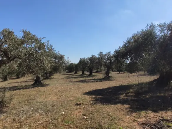 Land In Sithonia, Greece