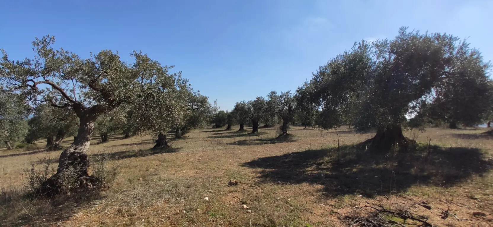Land Of 9000 M² In Sithonia, Chalkidiki