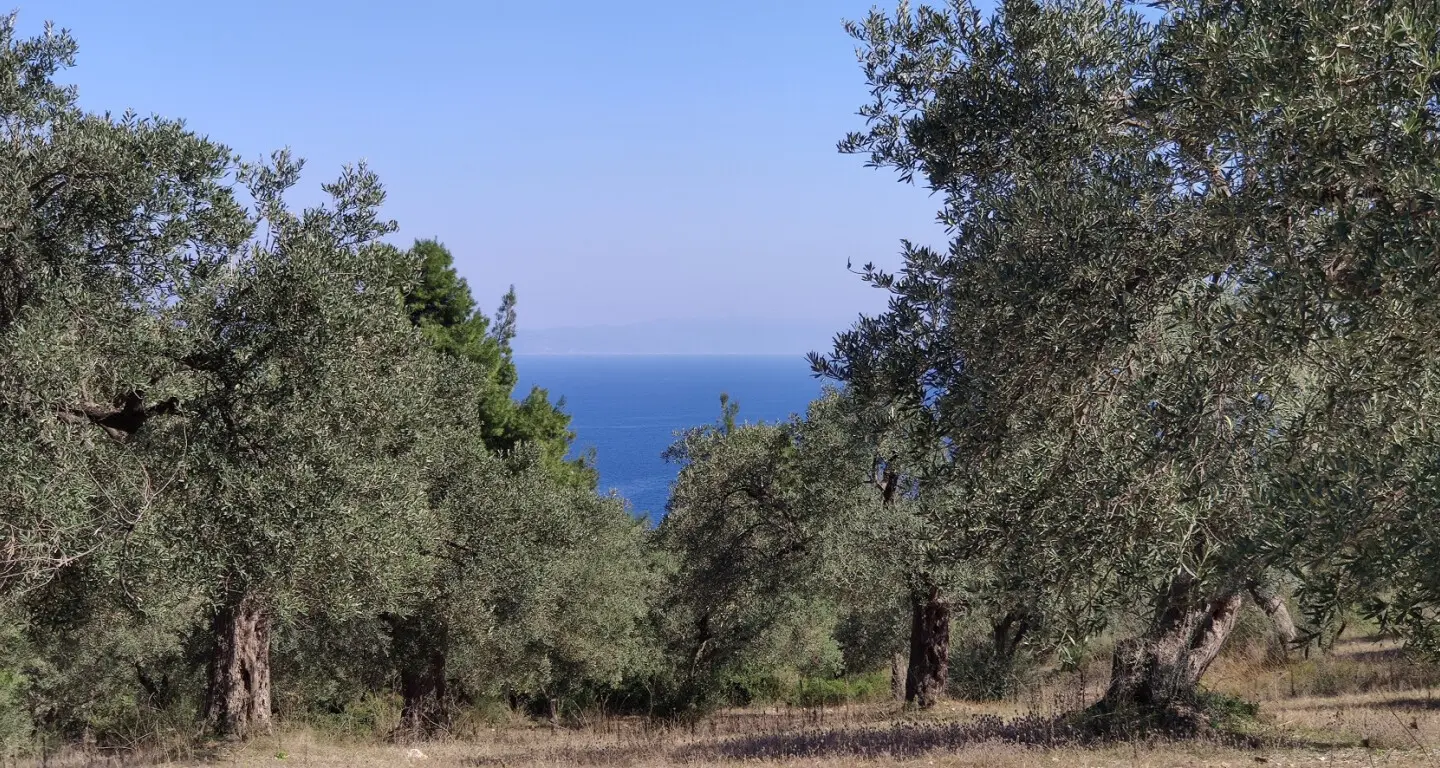 Land Of 9000 M² In Sithonia, Chalkidiki