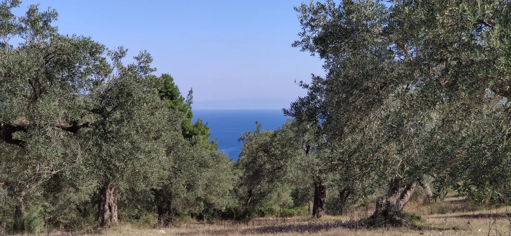 Land Of 9000 M² In Sithonia, Chalkidiki