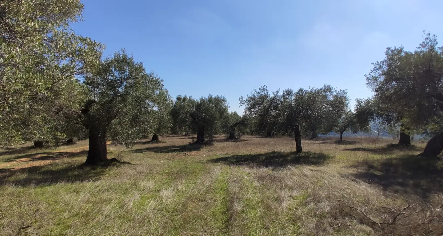 Land Of 9000 M² In Sithonia, Chalkidiki