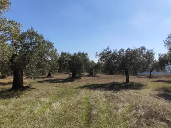 Land In Sithonia, Greece