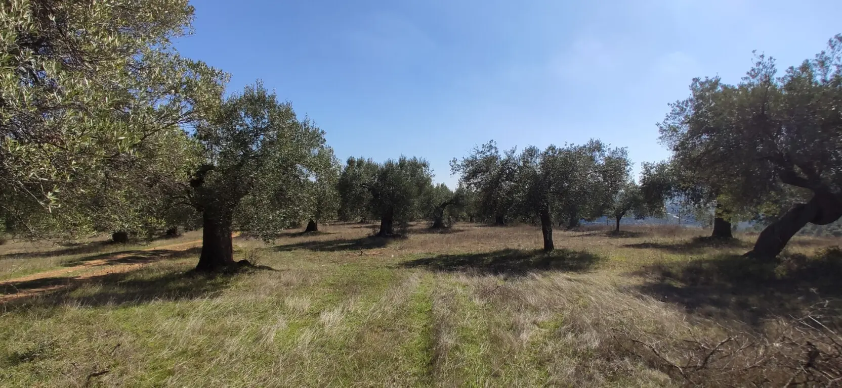 Land Of 9000 M² In Sithonia, Chalkidiki