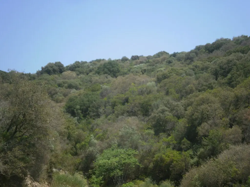 Land Of 6070 M² In Athos, Chalkidiki