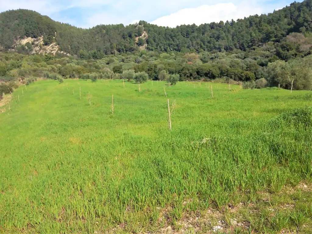 Land Of 15000 M² In Epirus