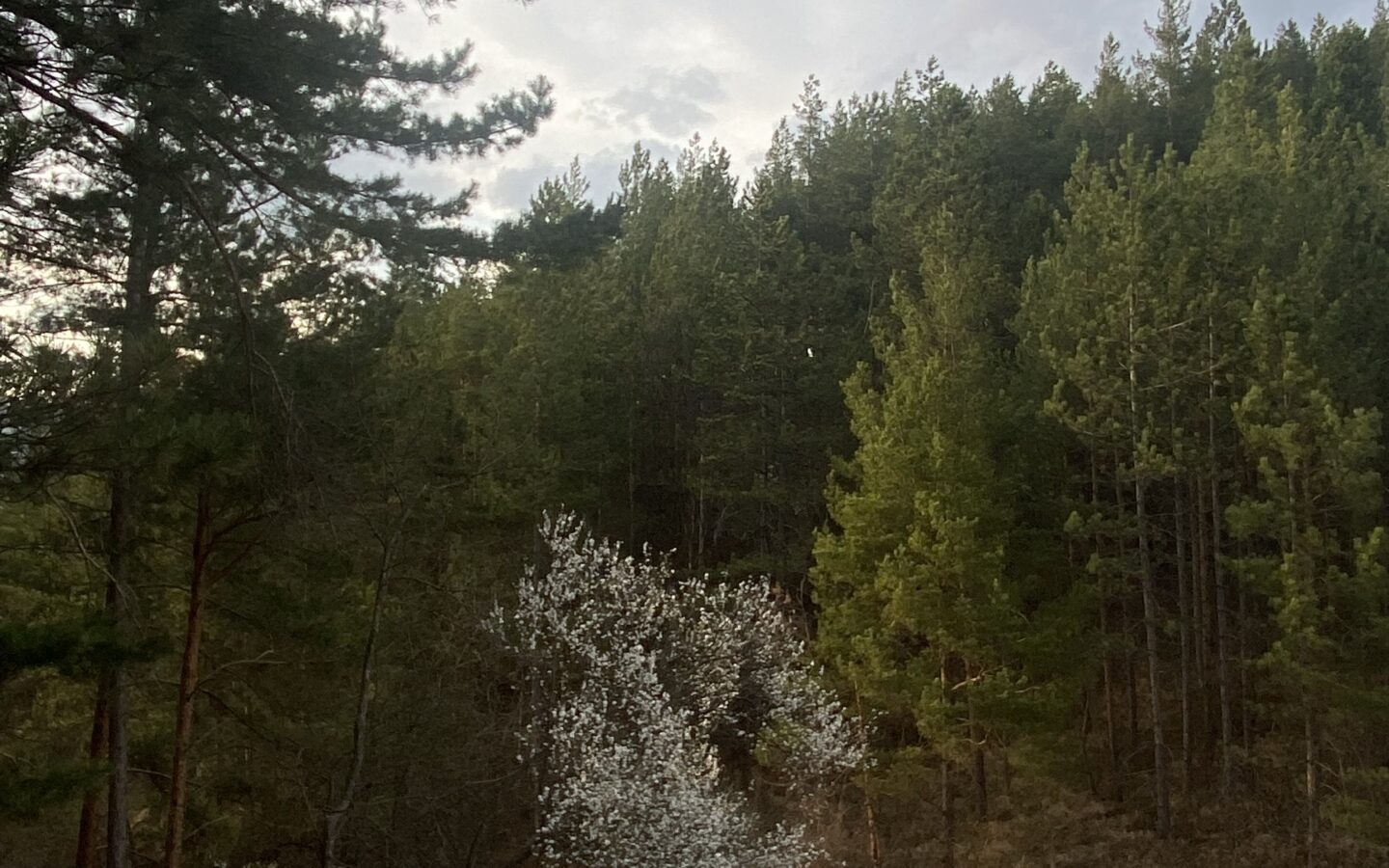 Pine Forest Of 15,000 M² In Buzău Land Unesco Global Geopark, Romania