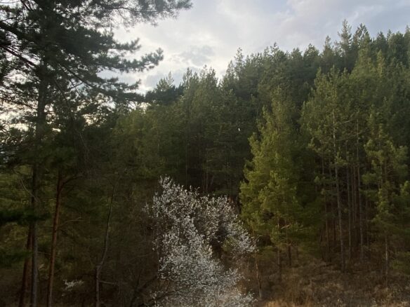 Pine Forest Of 15,000 M² In Buzău Land Unesco Global Geopark, Romania