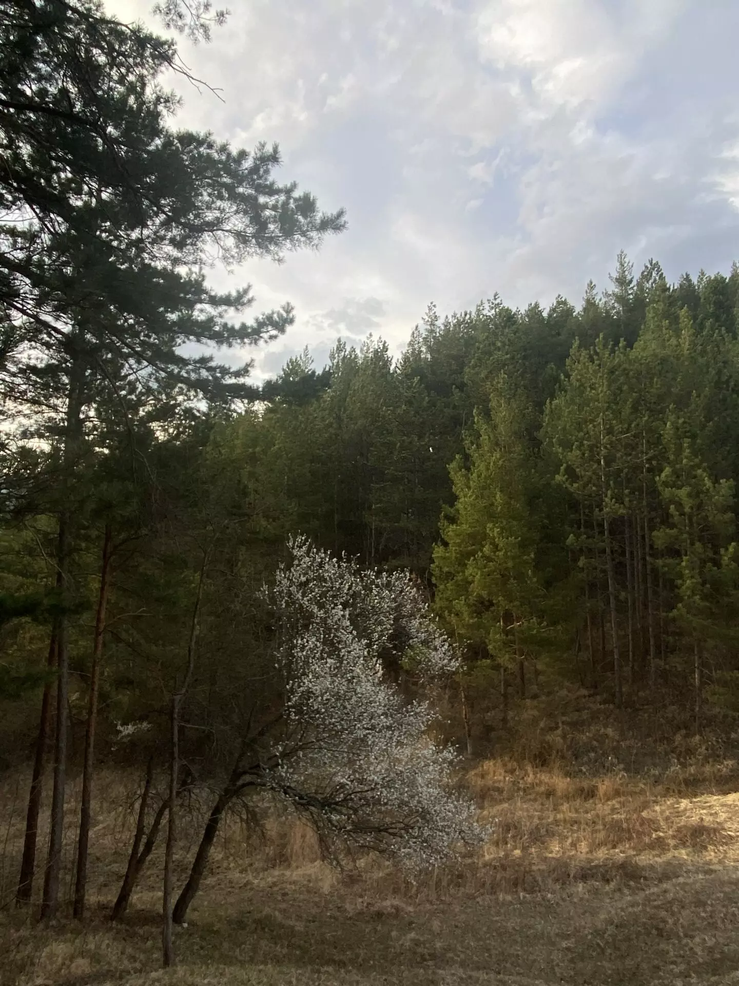 Pine Forest Of 15,000 M² In Buzău Land Unesco Global Geopark, Romania