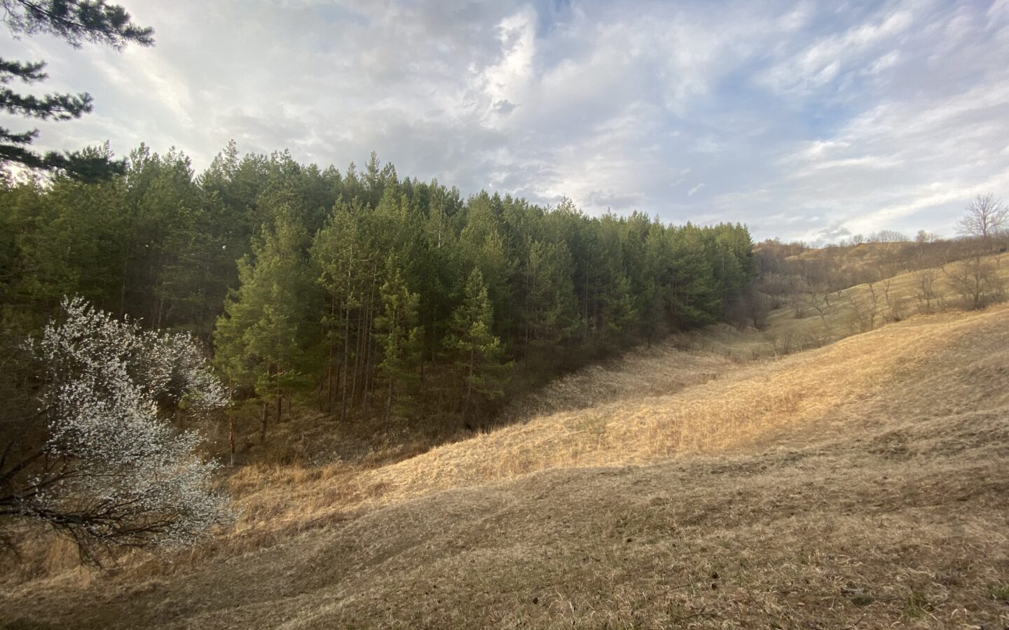 Pine Forest Of 15,000 M² In Buzău Land Unesco Global Geopark, Romania