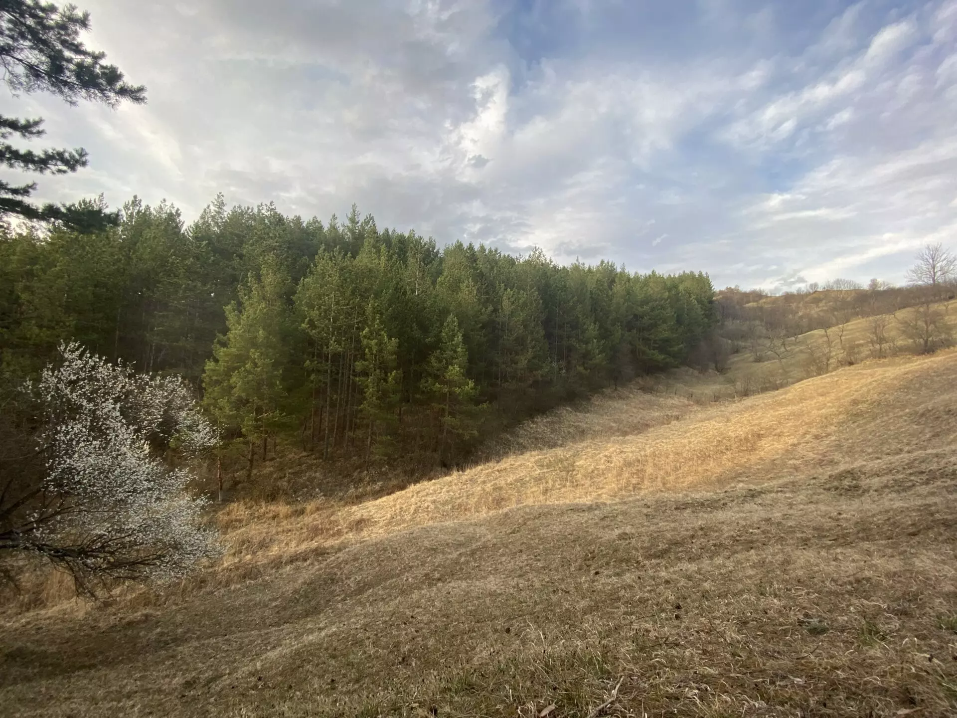 Pine Forest Of 15,000 M² In Buzău Land Unesco Global Geopark, Romania