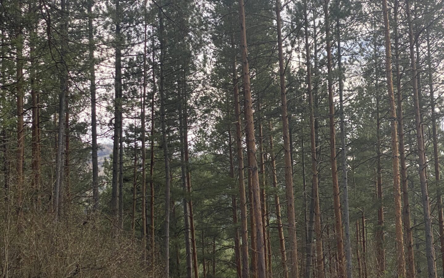 Pine Forest Of 15,000 M² In Buzău Land Unesco Global Geopark, Romania