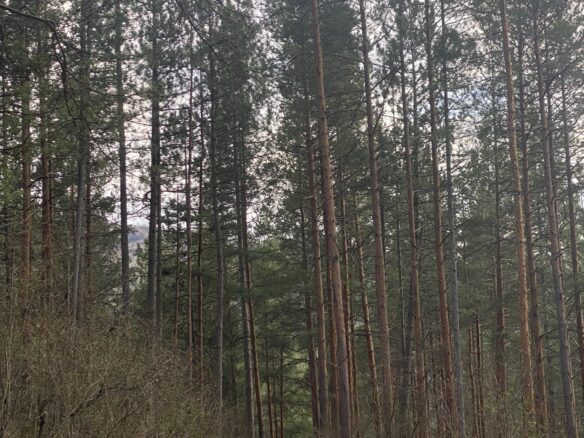 Pine Forest Of 15,000 M² In Buzău Land Unesco Global Geopark, Romania