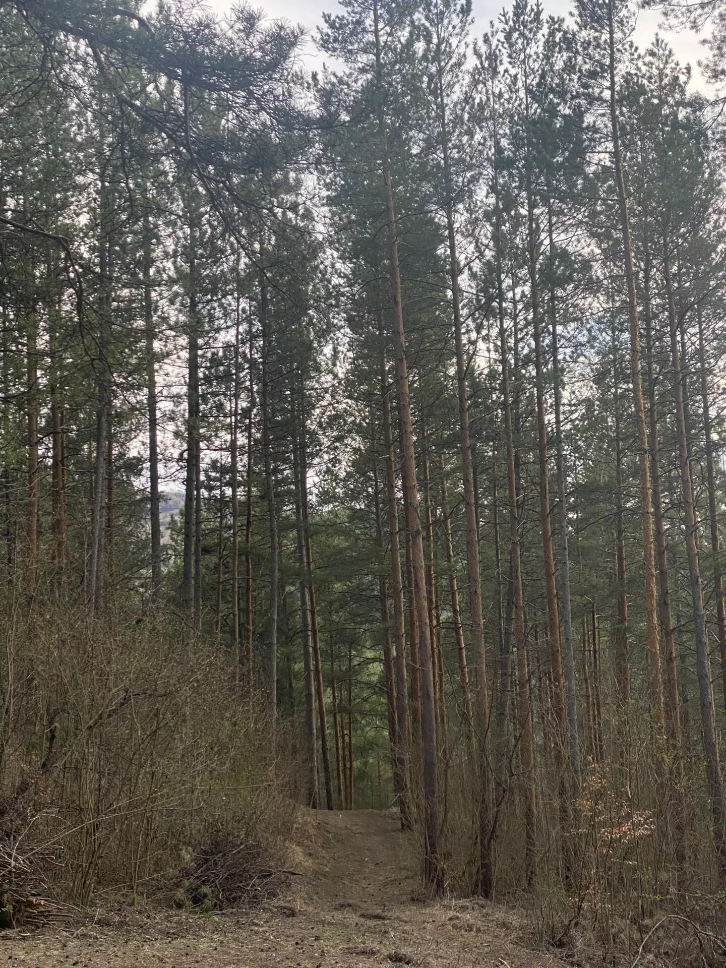 Pine Forest Of 15,000 M² In Buzău Land Unesco Global Geopark, Romania