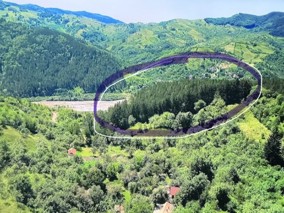Pine Forest Of 15,000 M² In Buzău Land Unesco Global Geopark, Romania