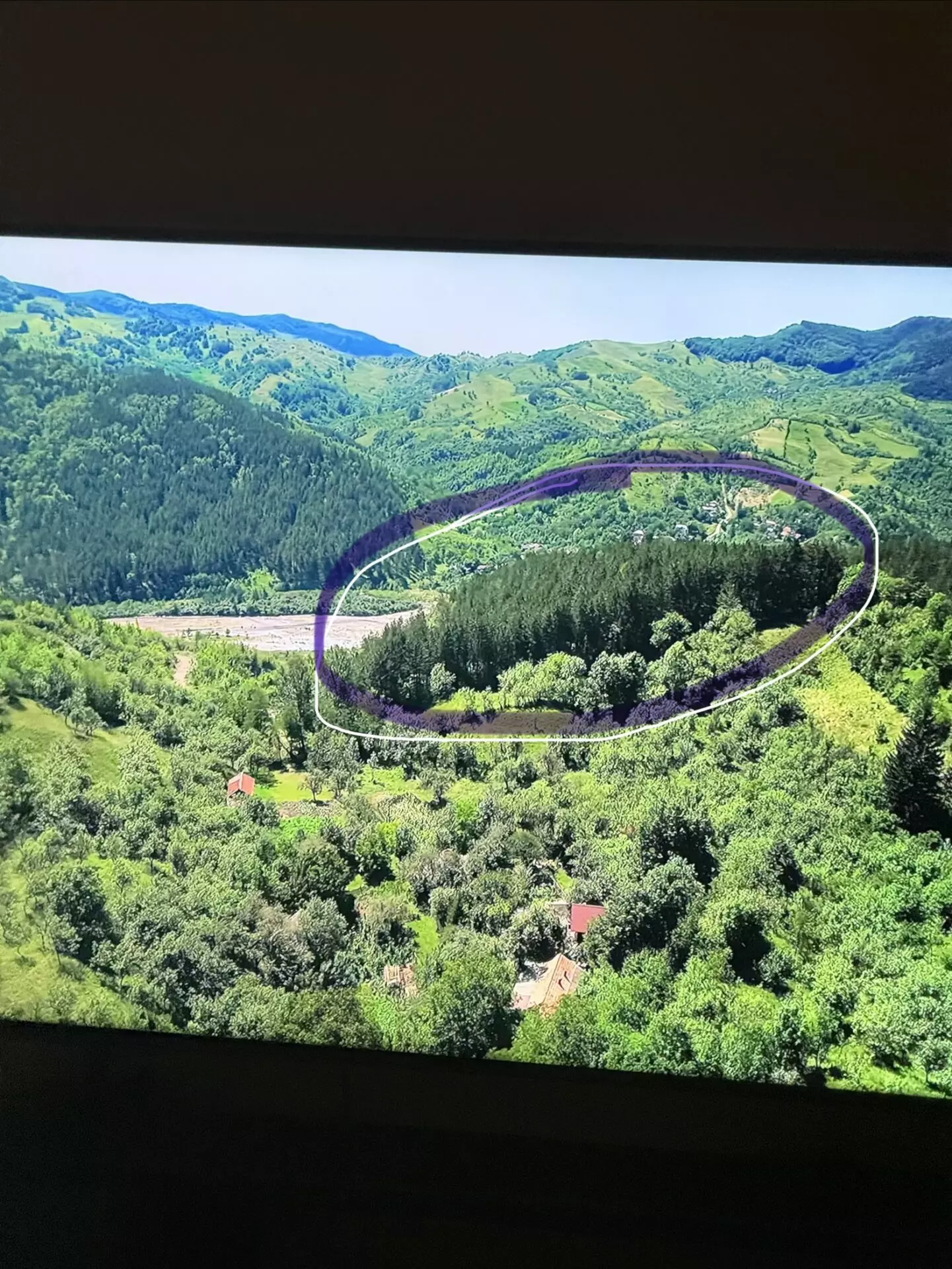 Pine Forest Of 15,000 M² In Buzău Land Unesco Global Geopark, Romania
